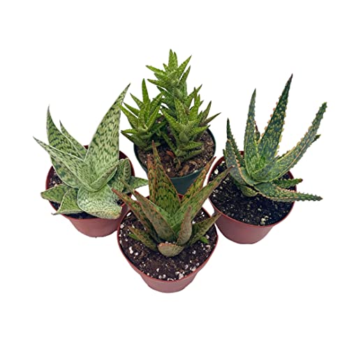BubbleBlooms Aloe Assortment, Aloe Vera Variety Set of 4 in 4 inch pots, Barbados Cape Plant Gift Asphodelaceae