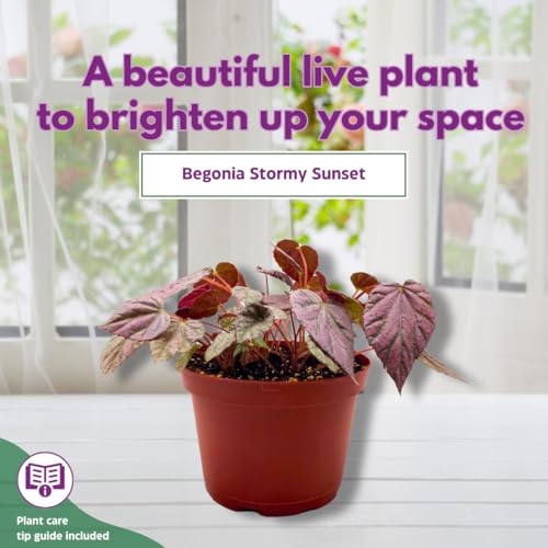 Harmony Foliage Harmony's Stormy Sunset Rhizomatous Begonia 6 inch Pink Rhizo