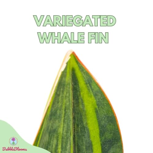 BubbleBlooms Variegated Whale Fin Snake Plant in a 6 inch Pot Sansevieria Masoniana Yellow Variegation, Whale Tail