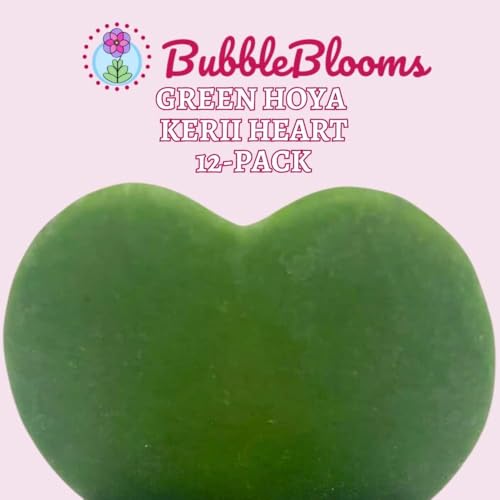 BubbleBlooms Hoya Kerrii Green Heart 12-Pack 2 inch Single Leaf No Node Sweetheart Mother's Day Valentine's Day Plant