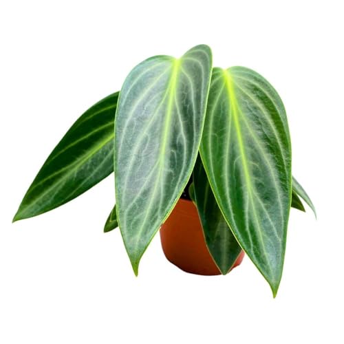Harmony Foliage Peperomia Maculosa, Spotted-Stalked Pep, Monster Peperomia
