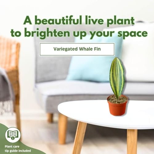 BubbleBlooms Variegated Whale Fin Snake Plant in a 6 inch Pot Sansevieria Masoniana Yellow Variegation, Whale Tail