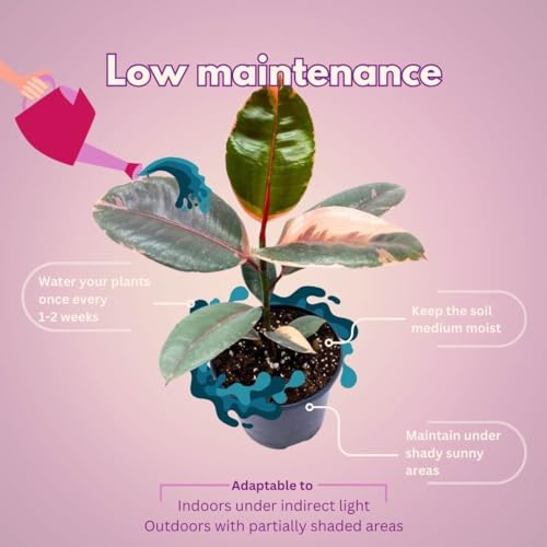 BubbleBlooms Ficus Elastica Ruby, 4 inch Ficus Ruby Indian Rubber Tree