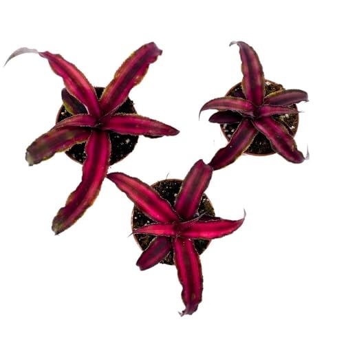 BubbleBlooms Cryptanthus Bivittatus, 2 inch Set of 3, Dark Red Earth Star Tiny Mini Pixie Plants