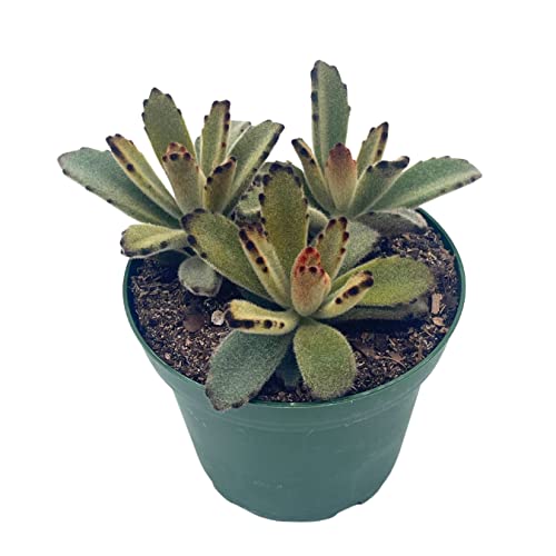 BubbleBlooms Chocolate Solider in a 4 inch Pot Kalanchoe Tomentosa Velvet Panda Plush Plant