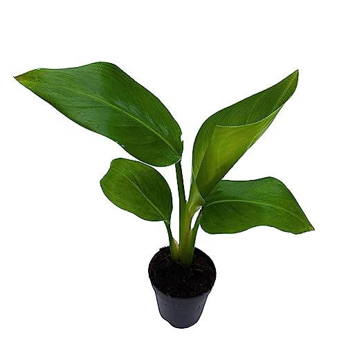 BubbleBlooms Strelitzia White Bird, White Bird of Paradise, Wild Banana in 2 inch Pot