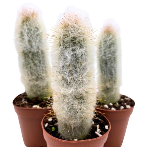 BubbleBlooms Silver Torch Cactus Cleistocactus strausii, 2 inch Set of 3, Wooly Torch Tiny Mini Pixie