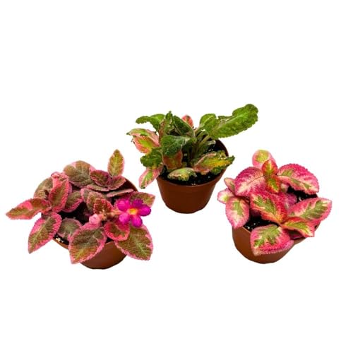 Harmony Foliage Harmony's Rare Episcia Gesneriad Assorment Flame Violet Bundle, 4 inch Set of 3