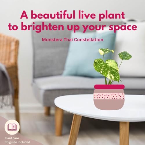 BubbleBlooms Monstera Thai Constellation in a 4 inch Pot Variegated Deliciosa Rare Swiss Cheese Plant