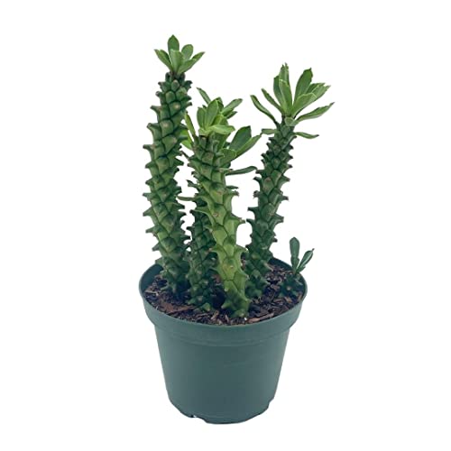 BubbleBlooms Euphorbia Ritchiei, in a 4 inch Pot
