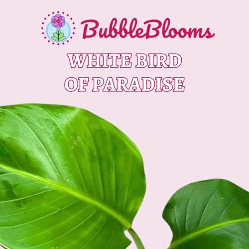 BubbleBlooms Giant White Bird of Paradise, 4 inch Strelitzia nicolai, Wild Banana