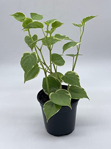 BubbleBlooms Cupid Peperomia, Variegated Peperomia Serpens in a 4 inch Pot Heart-Shaped Leaves
