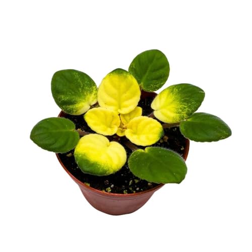 Harmony Foliage Variegated African Violet Key Lime Treat in a 4 inch Pot Saintpaulia Gesneriads