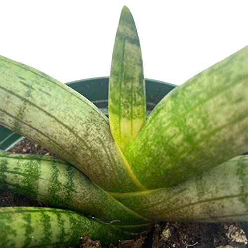 BubbleBlooms Sansevieria Starfish Snake Plant in a 4 inch Pot