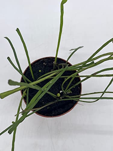 BubbleBlooms Hoya Retusa in a 2 inch Pot Wax Plant, Wax Vine, and Porcelain Vine