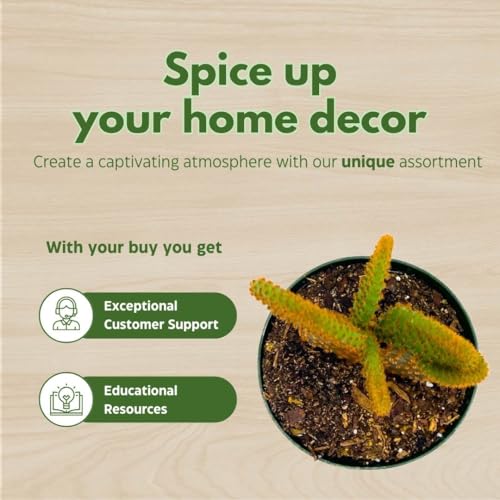 BubbleBlooms Bunny-Ears Prickly-pear Copper Red, 3 inch Pot Opuntia microdasys