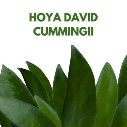 BubbleBlooms Hoya David Cummingii in a 2 inch Pot Tiny Mini Pixie Plant