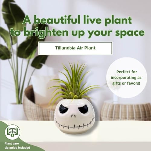 BubbleBlooms Halloween Mr. Bones Skull Air Plant Holder Resin Art Sculpture Hand Made