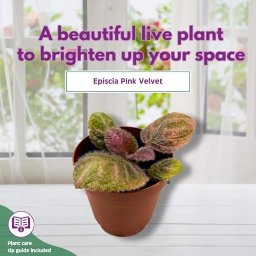 Harmony Foliage Episcia Pink Velvet Flame Violet 2 inch