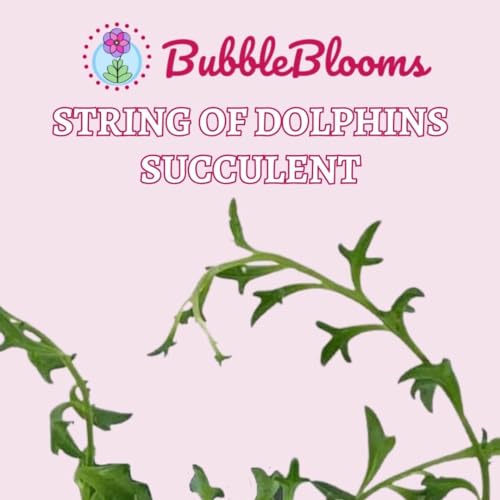 BubbleBlooms String of Dolphins in a 4 inch Pot Curio x peregrinus