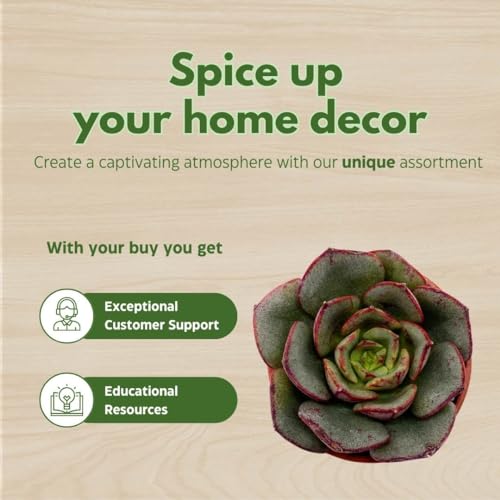 BubbleBlooms Teacup Succulent Assortment, 10 Different Plants, in 1 inch pots with Saucers