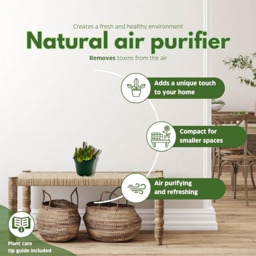 BubbleBlooms Stapelia Schinzii, 4 inch Rare Huernia, Stapeliad Orbea Unique Flowering Asclepiads