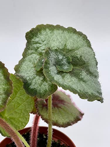 Begonia Escargot, Painted-Leaf Begonia, 4 inch, Escargot Variegation