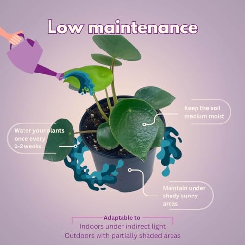 BubbleBlooms Rain Drop Peperomia Polybotrya, 4 inch Raindrop Pep