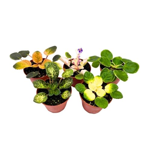 Harmony Foliage Harmony's Variegated African Violet Assortment, 4 inch Set of 5, Rare Saintpaulia Violets Gesneriads