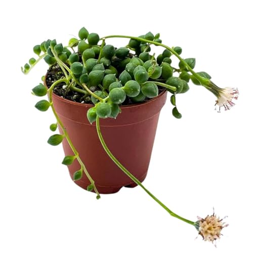 BubbleBlooms String of Pearls, Senecio rowleyanus, 4 inch String of Peas, Beads, Necklace Succulent, String-of-Pearls