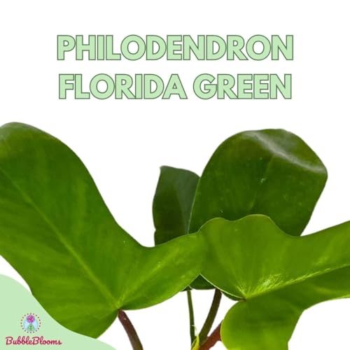 BubbleBlooms Philo Florida Green, 4 inch Philodendron Pedatum