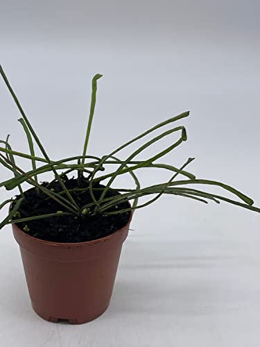 BubbleBlooms Hoya Retusa in a 2 inch Pot Wax Plant, Wax Vine, and Porcelain Vine