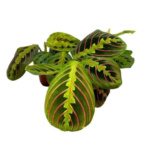 BubbleBlooms Maranta leuconeura Tricolor, 2 inch Set of 3, Prayer Plant Tiny Mini Pixie