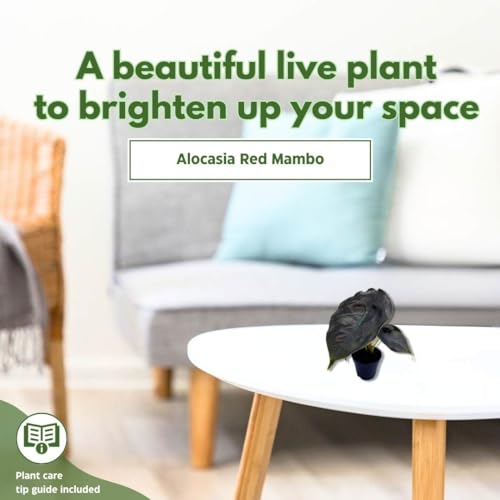 BubbleBlooms Alocasia Red Mambo, Alocasia Azlanii, Elephant Ear in 2 inch Pot