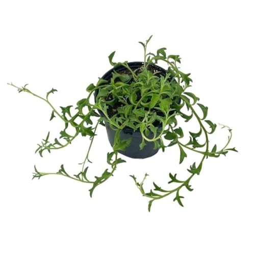 BubbleBlooms String of Dolphins in a 4 inch Pot Curio x peregrinus