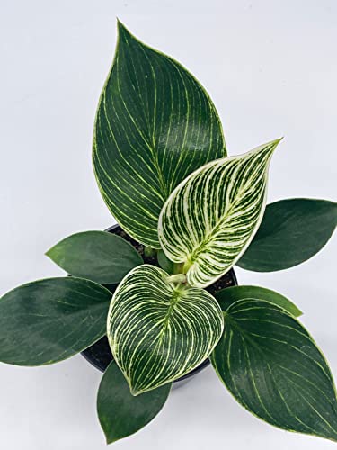 BubbleBlooms Philodendron Birkin in a 4 inch Pot White Wave, Mermaid's Tail