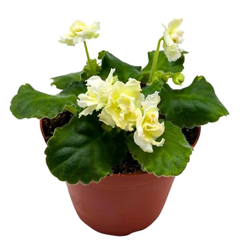 Harmony Foliage Tropical Sunshine African Violet Saintpaulia 4 inch