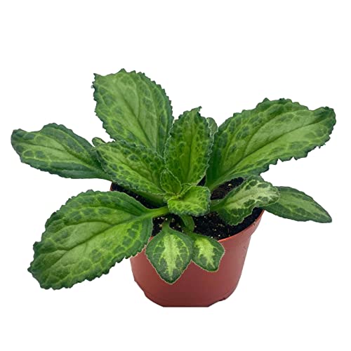 BubbleBlooms Harmony's Patina Gesneriad Primulina Dryas, 6 inch African Violet Chirita Plant