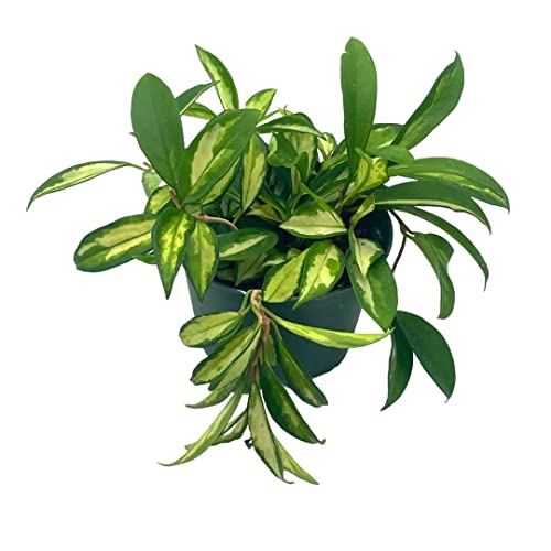 BubbleBlooms Hoya Exotica Krimson Princess, Variegated Tricolor Carnosa, 6 inch Pot