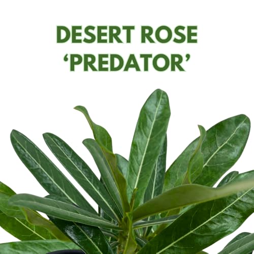 BubbleBlooms Desert Rose Predator in a 4 inch Pot Extremely Rare Flower