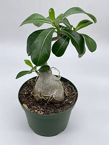 BubbleBlooms Desert Rose in a 6 inch Pot Adenium Obesum, Very Round Pot Belly Stump