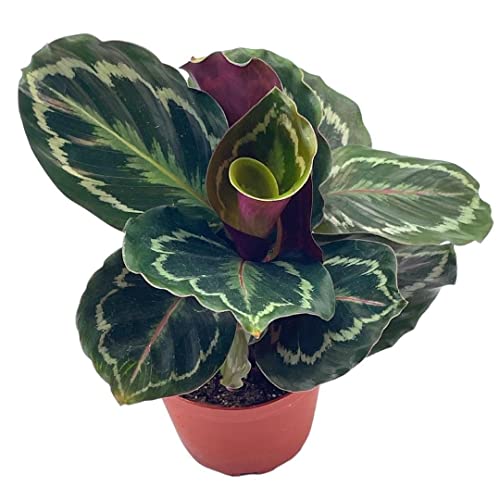 BubbleBlooms Calathea Medallion, Roseopicta in a 4 inch Pot Regal Rose, Rabbit Ear Prayer Plant