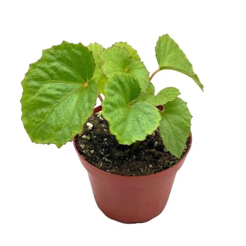 BubbleBlooms Harmony's Miri, Begonia Rex in a 4 inch Pot Red Hairs