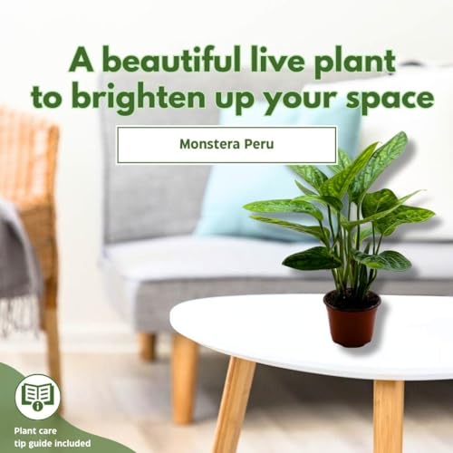 BubbleBlooms Monstera Peru in a 4 inch Pot Monstera Karstenianum