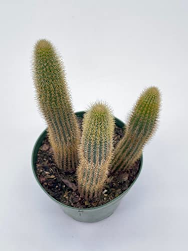 BubbleBlooms Golden Column, Echinopsis Spachiana, 4 inch