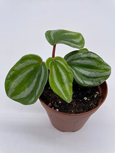 BubbleBlooms Peperomia Mini Watermelon in a 2 inch Pot, Pep verschaffeltii