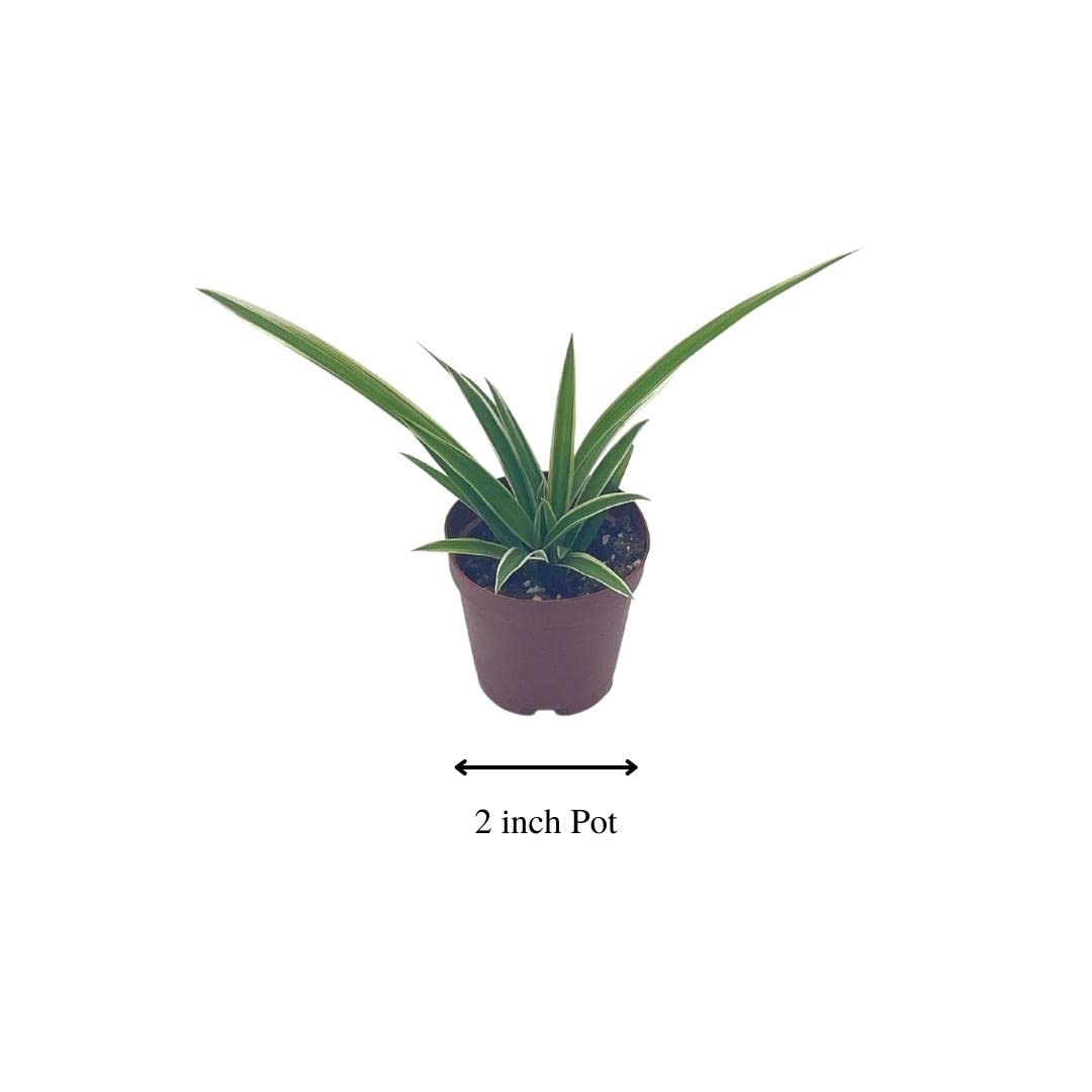 Spider Plant, Chlorophytum comosum, Limited, in a 2 inch Pot Tiny Mini Pixie Plant