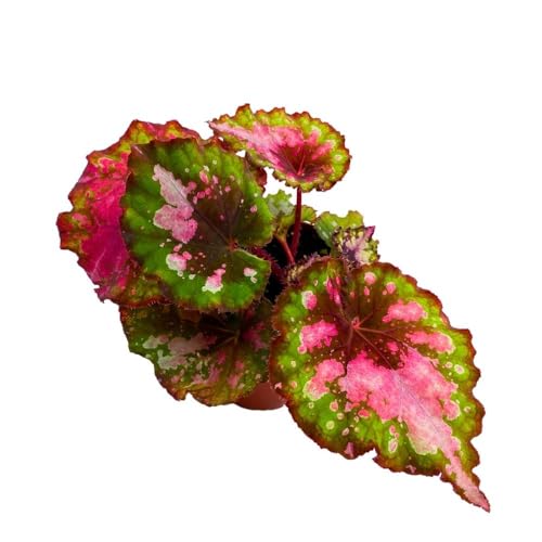 Harmony Foliage Harmony's Pink and Green Splashy Begonia Rex Series 4 inch Grower's Choice
