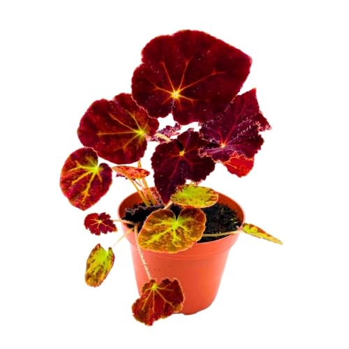 Harmony Foliage Begonia Madame O'Reilly, 4 inch Deep Orange Reddish Purple Rhizomatous Rhizo