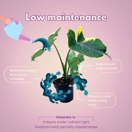 BubbleBlooms Alocasia Variegated Mickey Mouse Xanthosoma Variegata in a 4 inch Pot